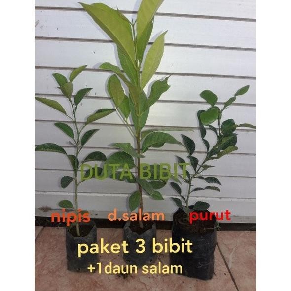 

Terlaris Paket Bibit Purut,Nipis,+2 Bibit Daun Salam