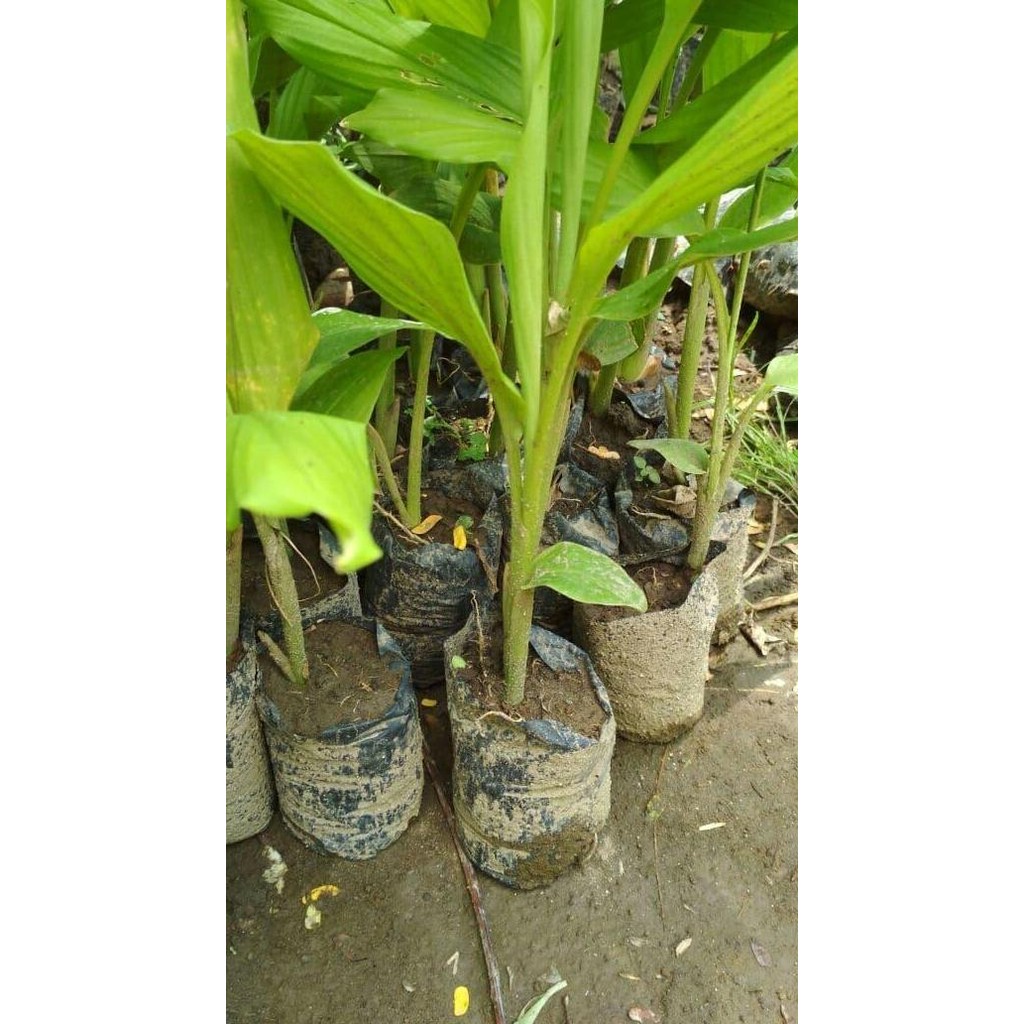 

Terlaris Bibit Tanaman Kunir Atau Kunyit