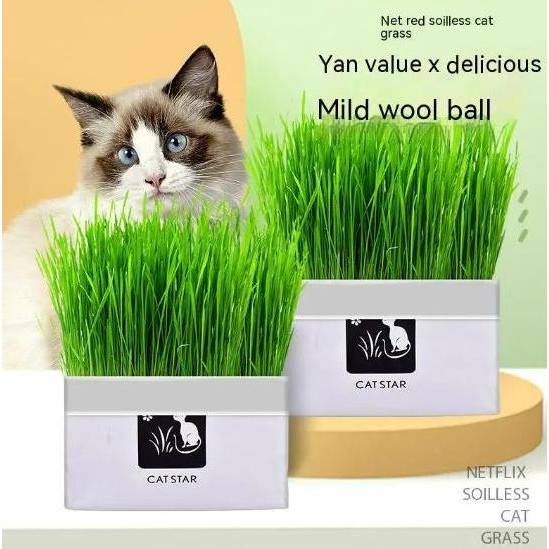 

Terlaris Benih Rumput Kucing Langsung Tanam Bibit Rumput Kucing Bersih Gandum