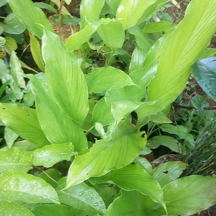 

Terlaris Bibit Kunyit Tanaman Kunyit Daun Kunyit