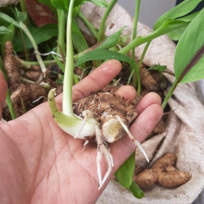 

Terlaris Bibit Tunas Tanaman Kunyit Putih/Temu Putih 1 Kg Ready Stok