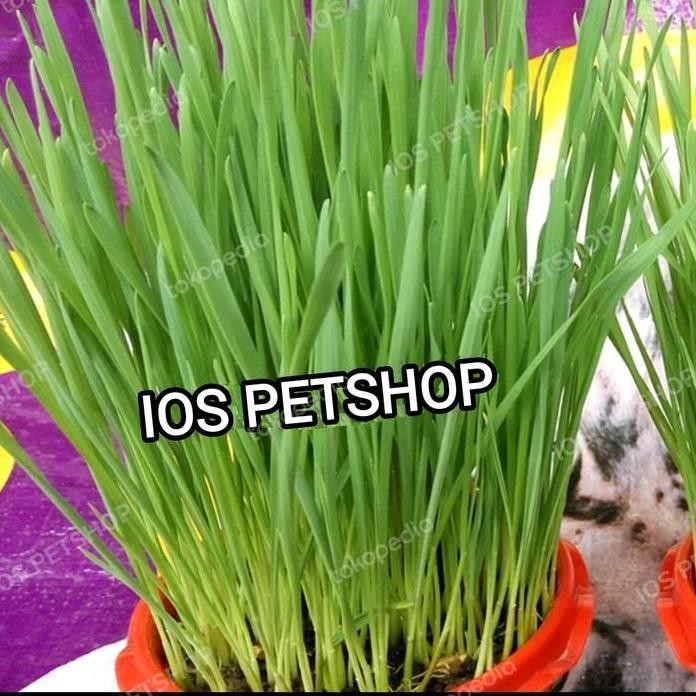 

Terlaris Bibit Benih Rumput Gandum Berkualitas Bagus Grade A Kucing.Kelinci