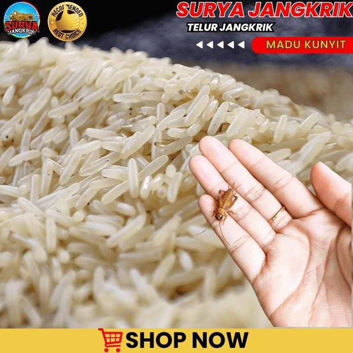 

Terlaris Ready Bibit Jangkrik Isi 1 Kg Siap Kirim Telur Jangkrik Madu Kunyit