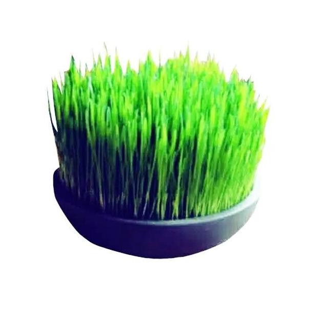 

Terlaris Produk Terbaru!! Amefurashi Benih Wheatgrass Rumput Gandum 1 Kg Jus