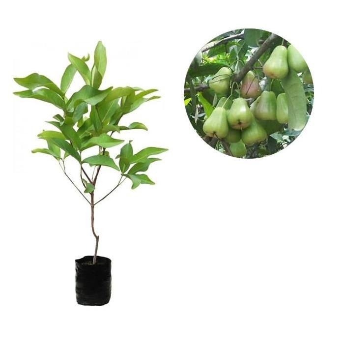 

Terlaris Bibit Tanaman Buah Jambu Air Madu Deli
