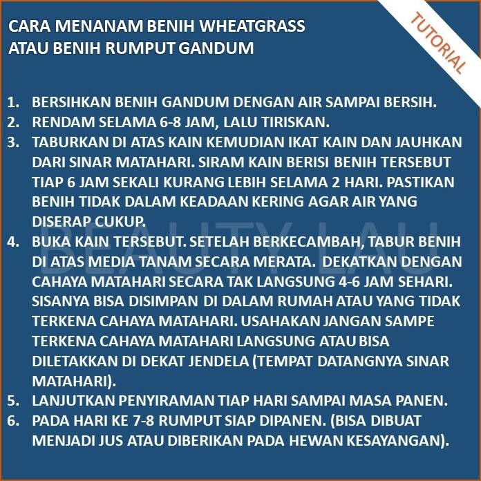 

Terlaris Benih Wheatgrass 1Kg Bibit Rumput Gandum Untuk Kucing Biji Wheat Grass Terbatas