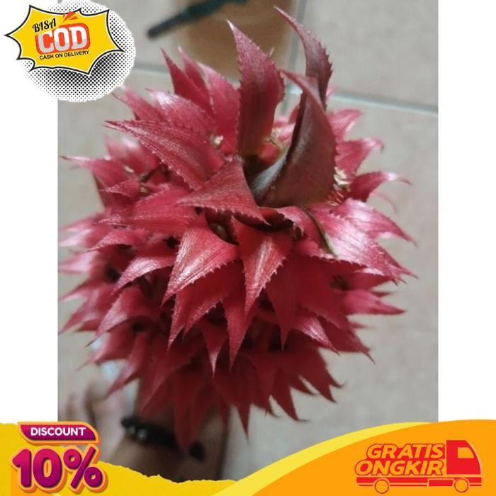 

Sale Buah Nanas Muda Merah Per1 Buah