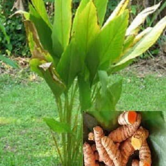 

Terlaris Bibit Kunyit Rempah Rempah Indonesia Siap Tanam
