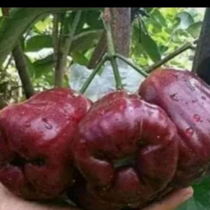 

Terlaris Bibit Jambu Air Blak Kingkong Super Manis