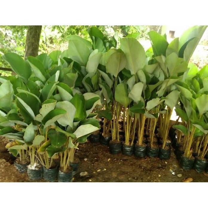 

Terlaris Bibit Tanaman Kunyit/ Herbal Kunyit Kunir