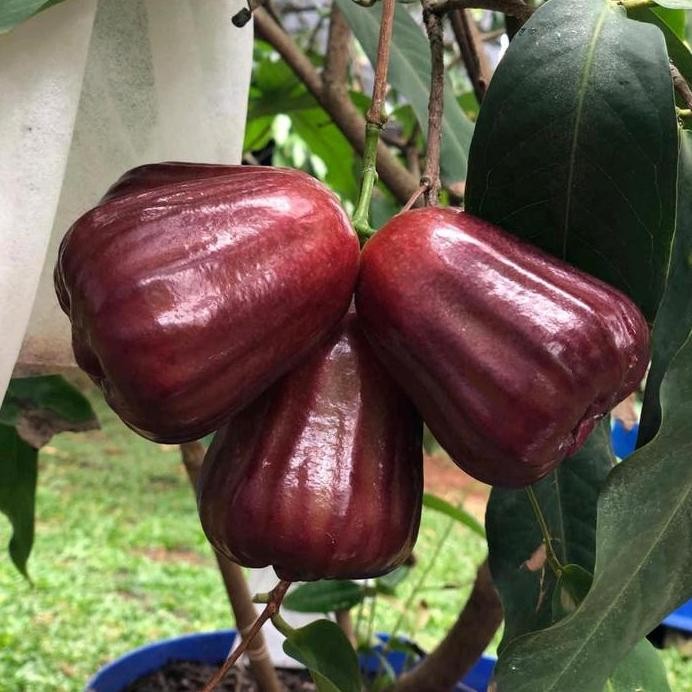 

Terlaris Bibit Jambu Air Kingrose Kualitas Super