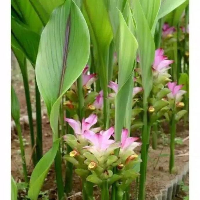 

Terlaris Bibit Herbal Kunyit Putih