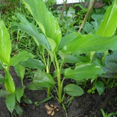 

Terlaris Bibit Tanaman Kunyit Putih-Kunir Putih-Herbal Kunyit