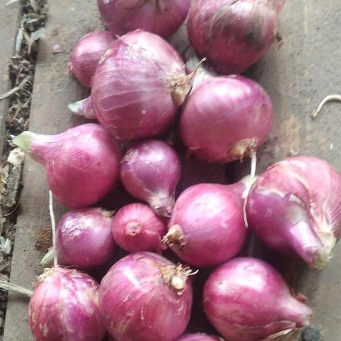 

Bawang merah 1 kg asli petani kering pedas Food