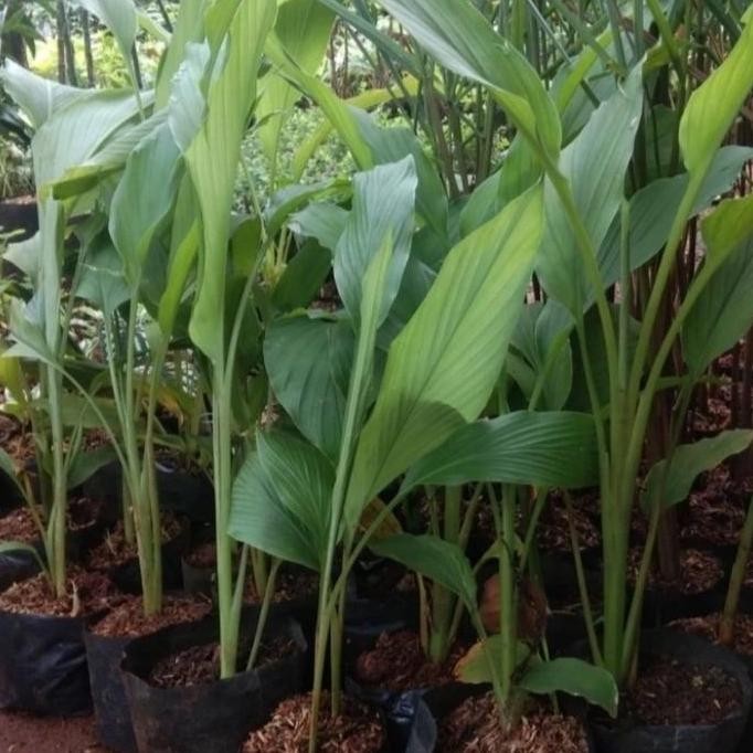 

Terlaris Promo Bibit Kunyit Sayur Kunyit Masak / 1 Bibit