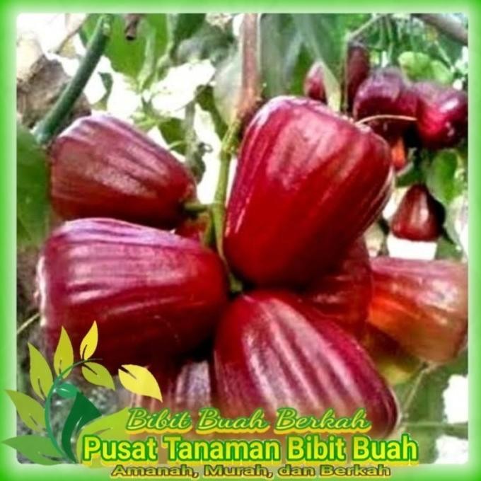 

Terlaris Bibit Jambu Air Dalhari Hasil Okulasi