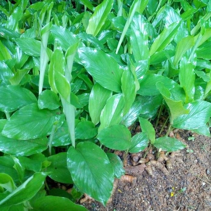 

Terlaris Bibit Kunyit Kuning Kunir Sayur