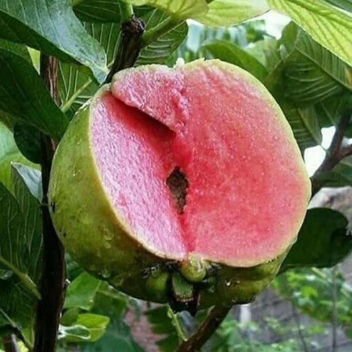 

Terlaris Bibit Tanaman Jambu Sukun Merah Tanpa Biji Hasil Stek Okulasi