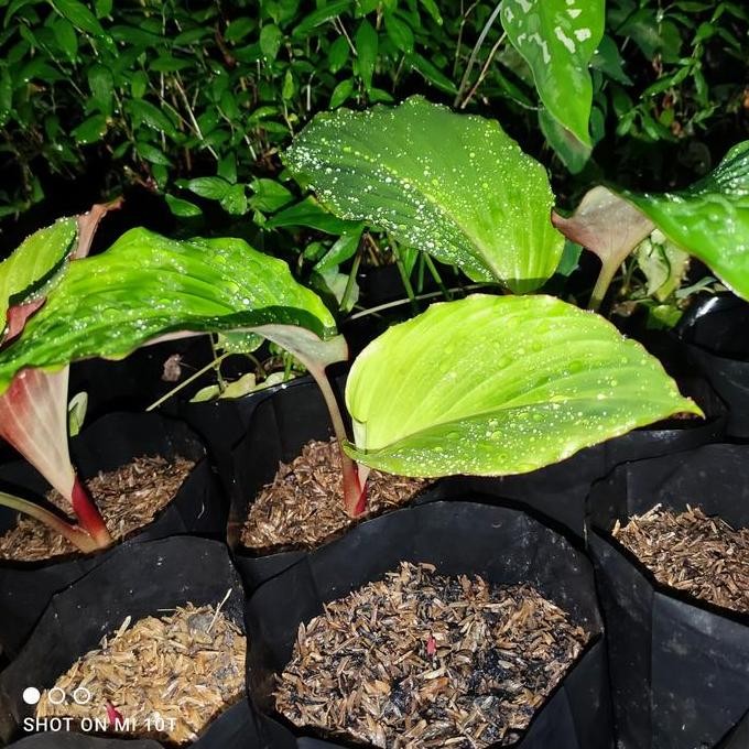 

Terlaris Bibit Kunyit Hitam Asli Sudah Tumbuh Subur Minimum 2 Daun