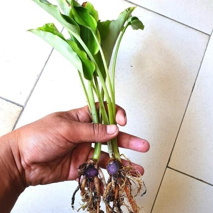 Terlaris Bibit Kunyit Hitam 3 Tunas