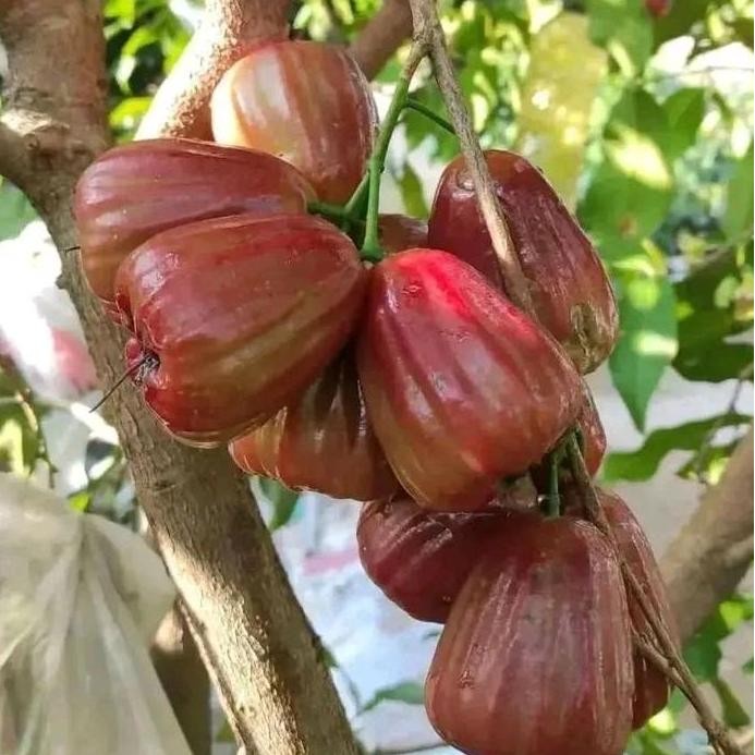 

Terlaris Benih/Bibit Tanaman Jambu Air Dalhari