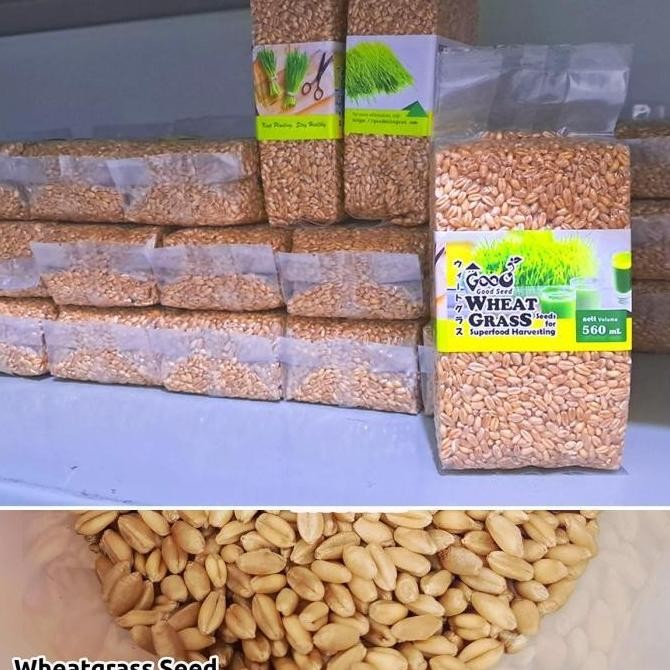 

Terlaris Bibit Wheatgrass Goodseed 560Ml, Benih Microgreen / Biji Rumput Gandum