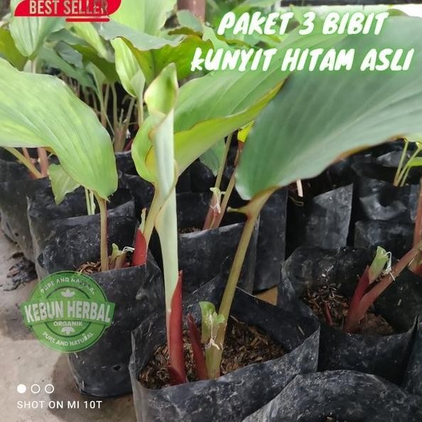

Terlaris Paket 3 Bibit Kunyit Hitam Asli Kaempferia Parviflora Termurah Murah