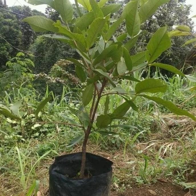 

Terlaris Bibit Pohon Jambu Deli Madu Ukuran 1 Meter