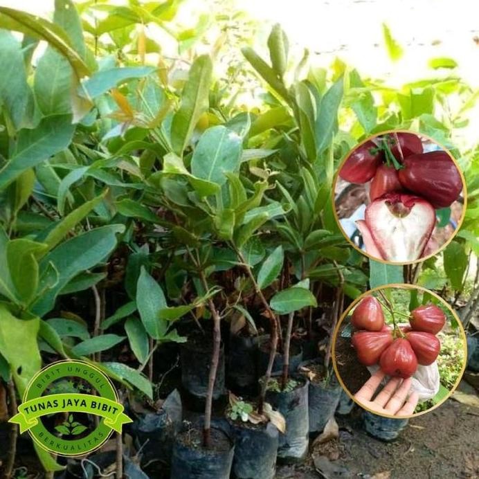 

Terlaris Bibit Tanaman Jambu Air Dalhari Hasil Okulasi Cepat Berbuah