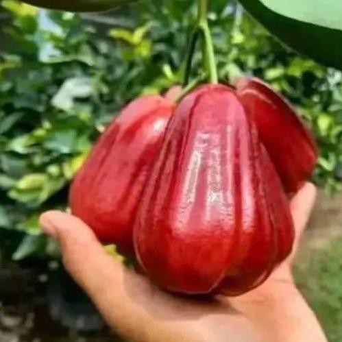 

Terlaris Tanaman/Bibit Jambu Air Citra Murah Berkualitas