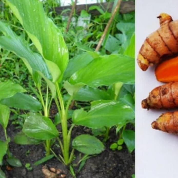Terlaris Bibit Tanaman Obat Herbal Kunyit Kuning/Koneng Eeee