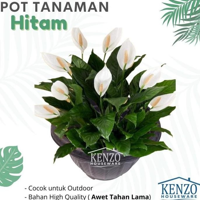 

Terlaris Bibit Benih / Seeds Wheatgrass Rumput Gandum Meningkatkan Kesehatan