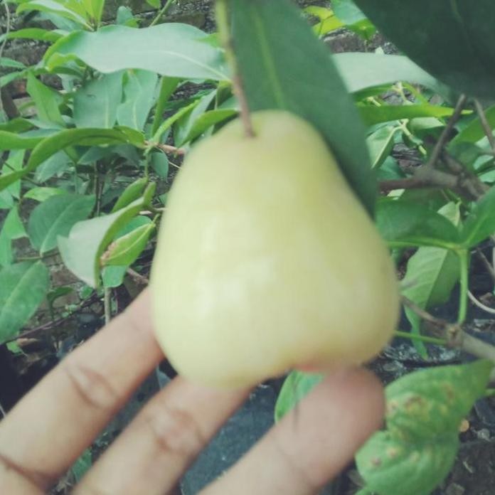 

Terlaris Bibit Jambu Air Paket 10 Varian Asal Cangkok