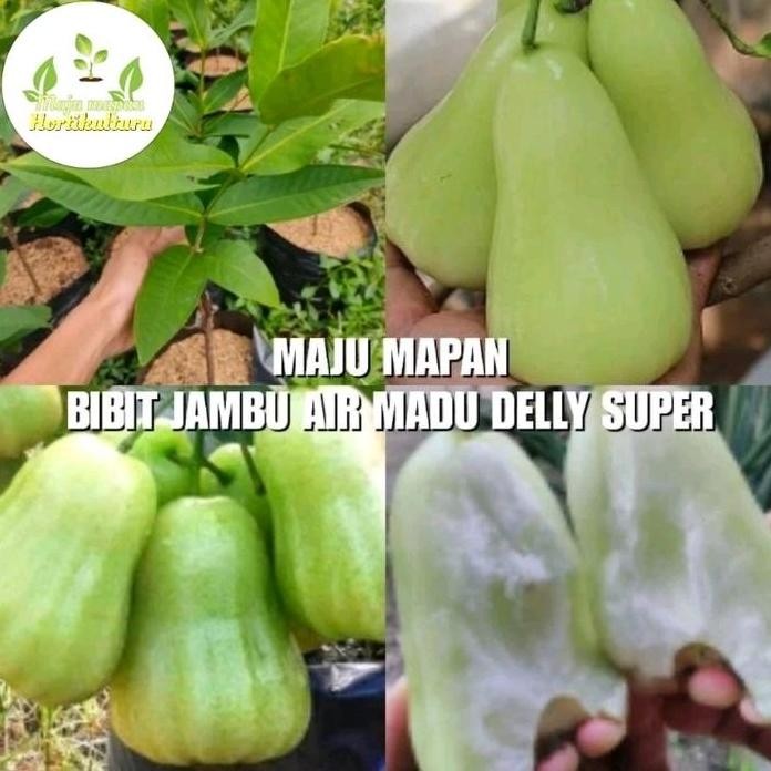 

Terlaris Bibit Jambu Madu Deli Hijau