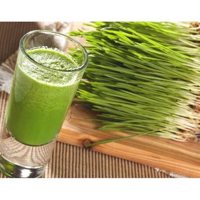 

Terlaris Terlaris!! Benih Bibit Biji - Wheatgrass Wheat Cat Grass Rumput Gandum