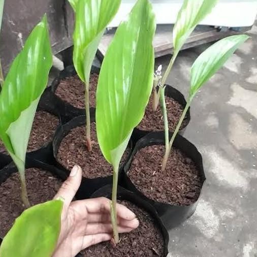 

Terlaris Bibit Tanaman Herbal Pohon Kunyit - Tanaman Kunyit Sayur