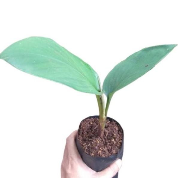 

Terlaris Terlaris Bibit Tanaman Temu Ireng Kunyit Hitam Ireng