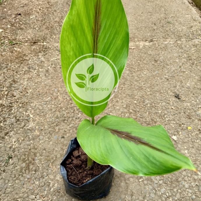 

Terlaris Best Bibit Tan Temu Putih - Kunyit Putih (Obat Herbal) Terima Kasih