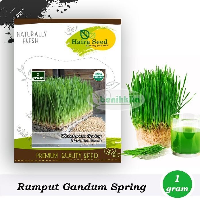 

Terlaris Original Benih-Bibit Rumput Gandum/Wheatgrass Merah Organik (Haira Seed)