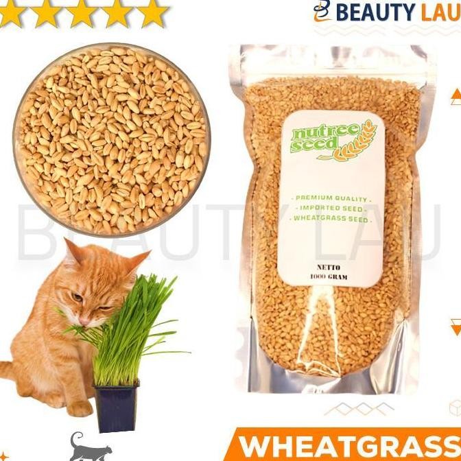 

Terlaris Benih Wheatgrass 1Kg Bibit Rumput Gandum Untuk Kucing Biji Wheat Grass