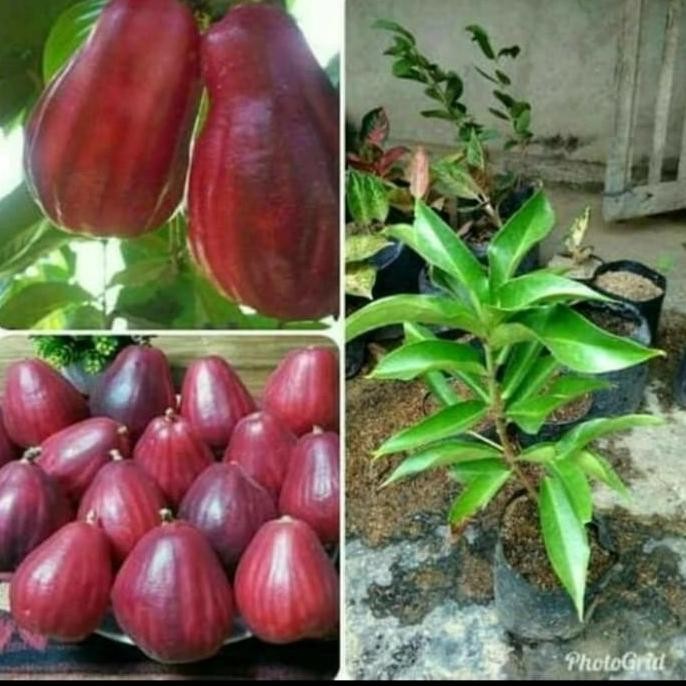 

Terlaris Jual Bibit Jambu Jamaika,Jual Bibit Siap Tanam Dan Cepat Berbuah