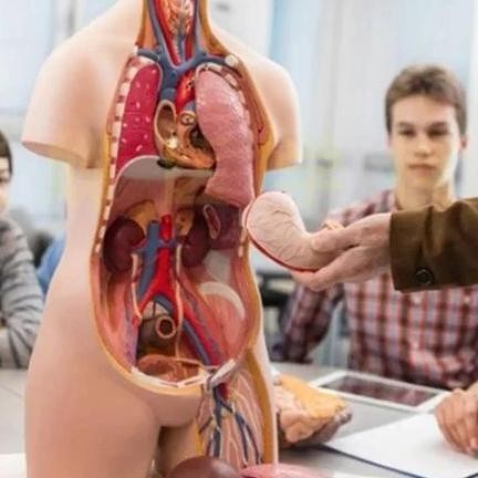 READY Model Kerangka Manusia Torso Anatomi Tubuh Manusia Mainan Rakitan Alat Peraga Edukatif Torso A