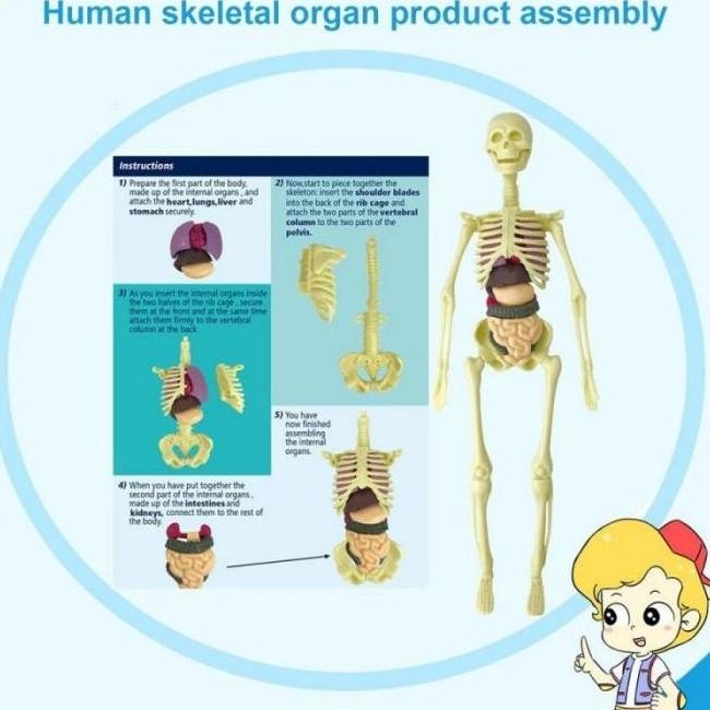READY Kerangka Manusia Model Alat Peraga Edukatif Torso Anatomi Tubuh MURAH