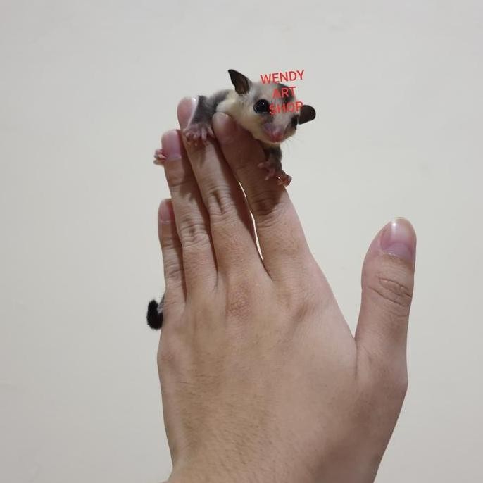 Anakan Sugar Glider (Joey) Betina White Face (WF)