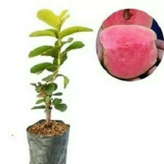 

Terlaris Paket 10 Bibit Tanaman Buah Jambu Sukun Non Biji