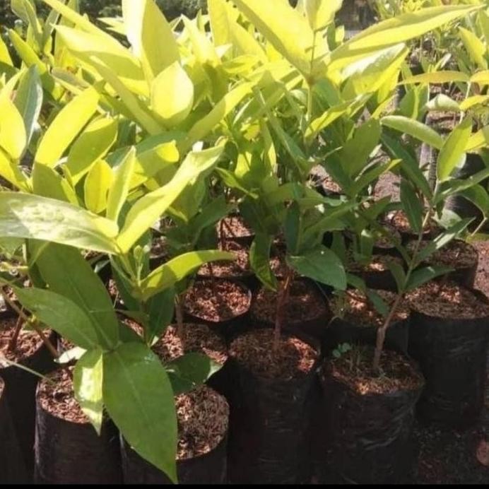 

Terlaris Bibit Jambu Dalhari