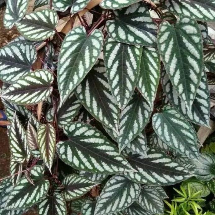 

Terlaris Bibit Sirih Kraton Resgso 5277Xl