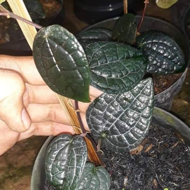 

Terlaris Bibit Tanaman Sirih Hitam