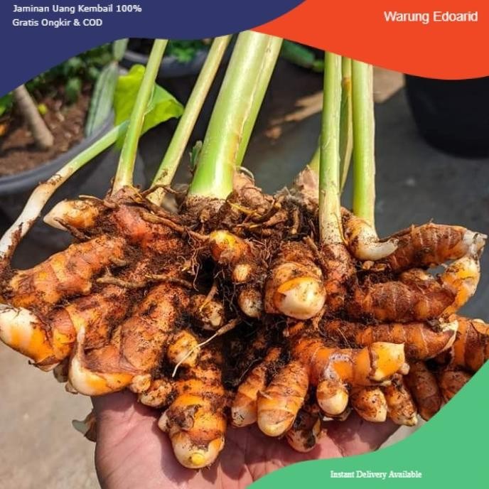 

Terlaris Bibit Tanaman Herbal Kunyit