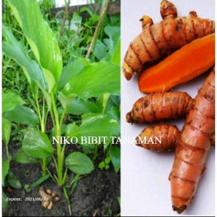 

Terlaris Premium ! Niko~ Bibit Kunyit Kuning/Kunir Buat Jamu Dan Masak (Beli 5 Gratis 1) Original 100%